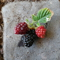 Third Place: Olallie Blackberries at Various Stages of Ripeness Jackie Akhurst  Mesa, Az.