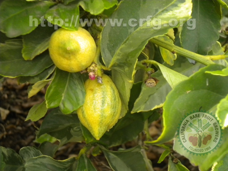 I01_Tiger Lemons in Encinitas.JPG
