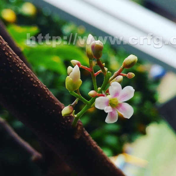 E04_Kari Carambola-Starfruit's-Delicate Flower.jpg