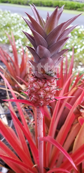 H05_Red Pineapple In Hawaii.jpg