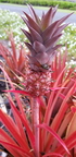 Fourth Place: Red Pineapple In Hawaii Alana Stern Bullhead City, Az.