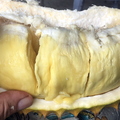 durianpod