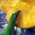 good mango.jpg