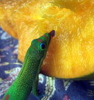 good mango