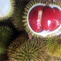 red durian