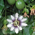 Frederick Passionfruit