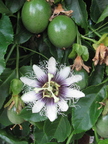 Frederick Passionfruit