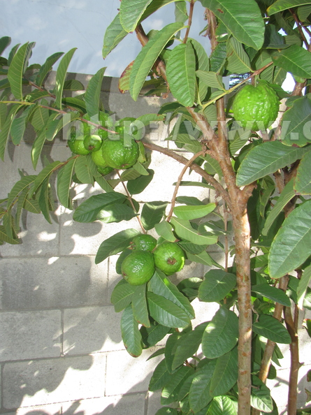 Giant Guava (4).JPG