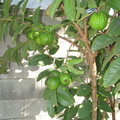 Giant Guava (4)