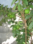 Giant Guava (4)