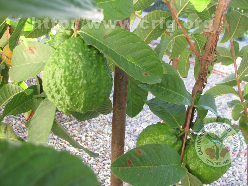 Giant Guava (1)