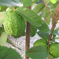 Giant Guava (1)