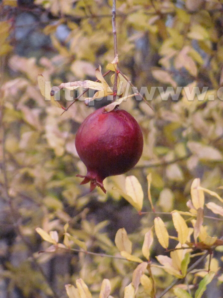 Pomegranate (1)