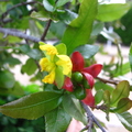 Ochna Serrulata, aka "Mickey Mouse Fruit"