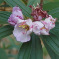 Melastoma Malabathricum - Flowers