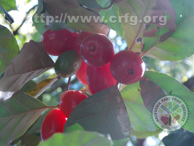 Elaeagnus latifolia fruits