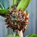 Ficus dammaropsis flower 2