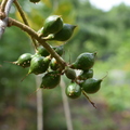 Nuts on my Macadamia Nut tree