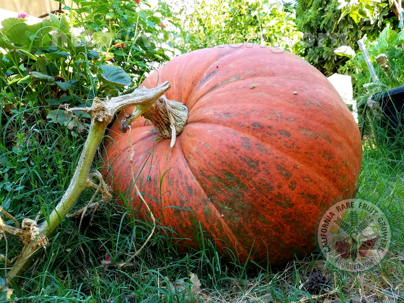 Big Jack Pumpkin.jpg