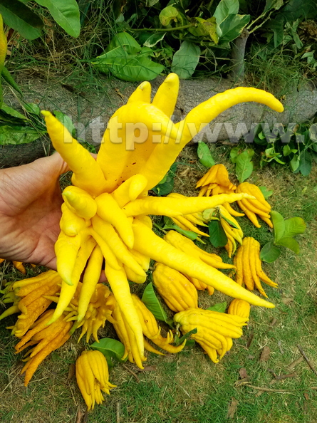 Buddah Hand Citron Harvest