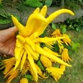 Buddah Hand Citron Harvest.jpg