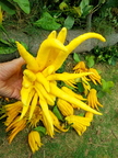 Buddah Hand Citron Harvest