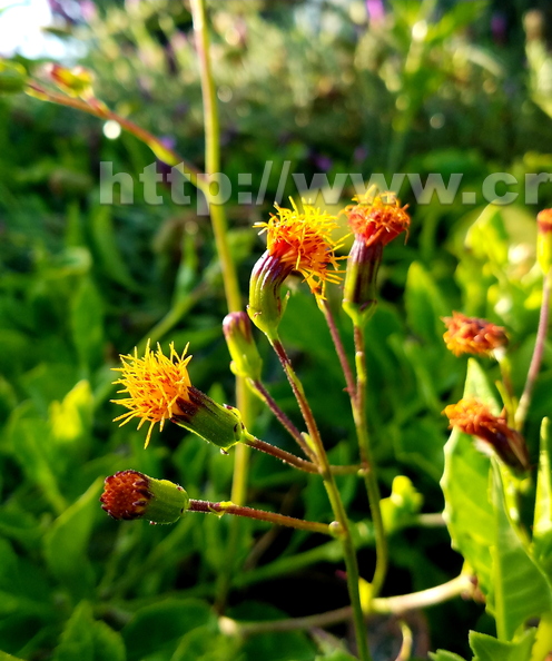 Longevity Spinach Flowers.jpg