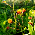 Longevity Spinach Flowers