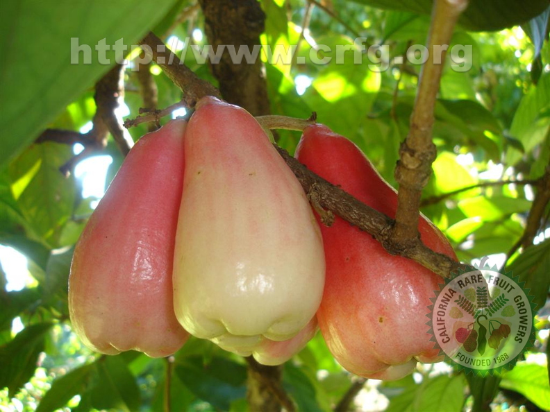  Malay Apple fruits