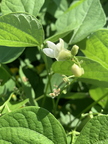 Green Pea Flower