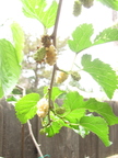 WhiteMulberry(c)