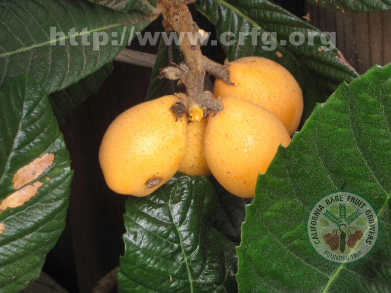 Loquat(c)