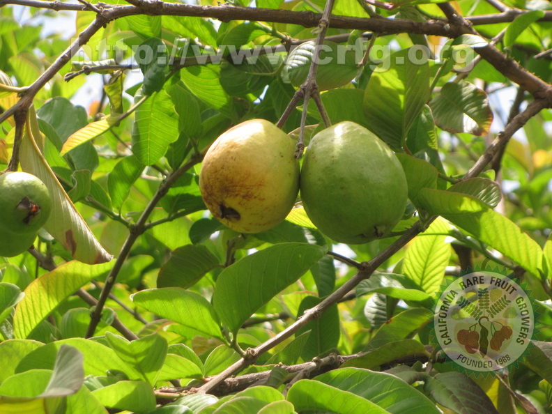 Guava(c)