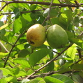 Guava(c)