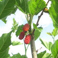 UnknownMulberry1