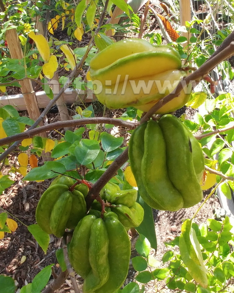 Starfruit ripening