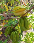 Starfruit ripening