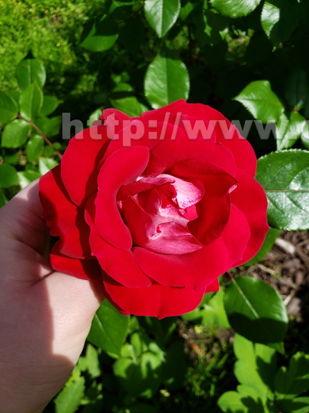  The beautiful rose