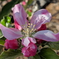 Dorsett Golden Apple Blossom