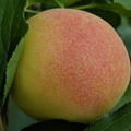 Flavorella Plumcot Fruit