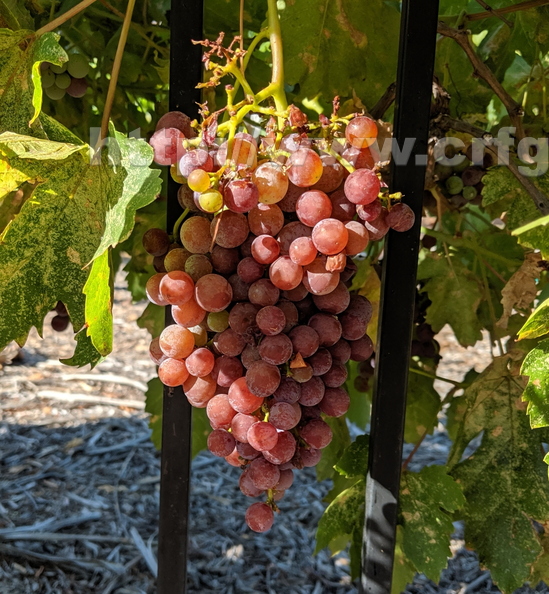 Flame Grapes on Vine