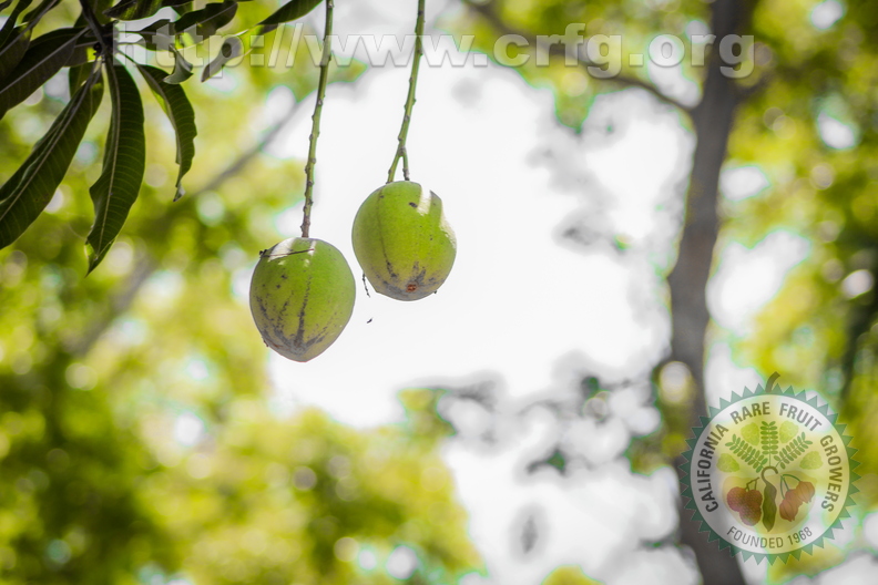 Hanging Mangoes.jpg
