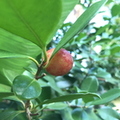 Ripe Guava