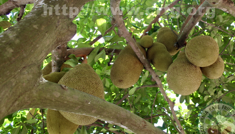 Jackfruits