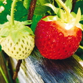 W02_Strawberries.jpg