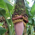 Musa chiliocarpa Back (Banana)
