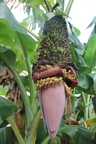 Musa chiliocarpa Back (Banana)