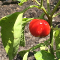 Baby Tomato Plant