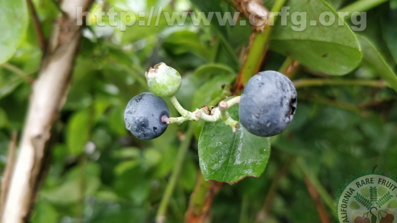 Blueberries_1.jpg