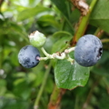 Blueberries_1.jpg